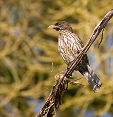 Dominican Republic Dulus dominicus 320